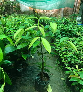 Budded and Non Budded Nutmeg plants .Best budding and grafting nursery in Kerala. High Quality nutmeg plant in Kochi