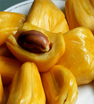 Jackfruit the best tropical fruit plant .High quality seed from the best online plant nursery in Kerala.
