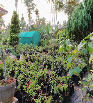 A pair of organic green mango fruit , The best tropical plant fruit from the best tropical plant nursery  near Kochi .